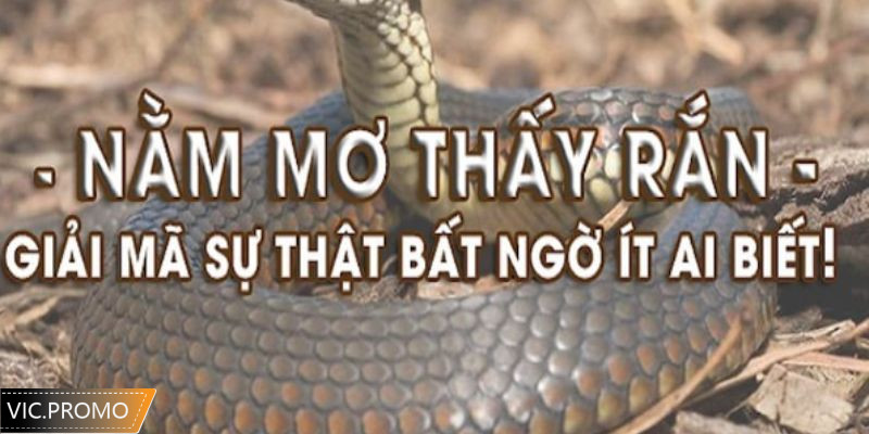 Mơ thấy rắn có ý nghĩa gì
