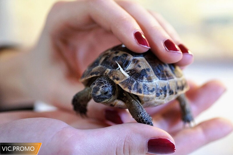 Chiêm bao thấy rùa là giấc mơ tài lộc, thịnh vượng