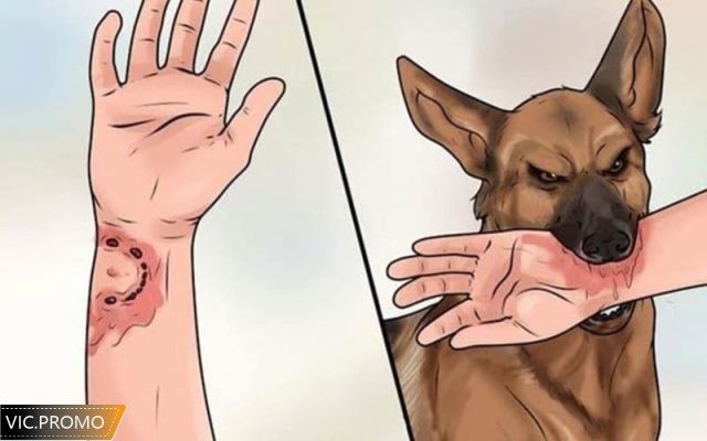 nằm mơ thấy chó cắn đánh số may