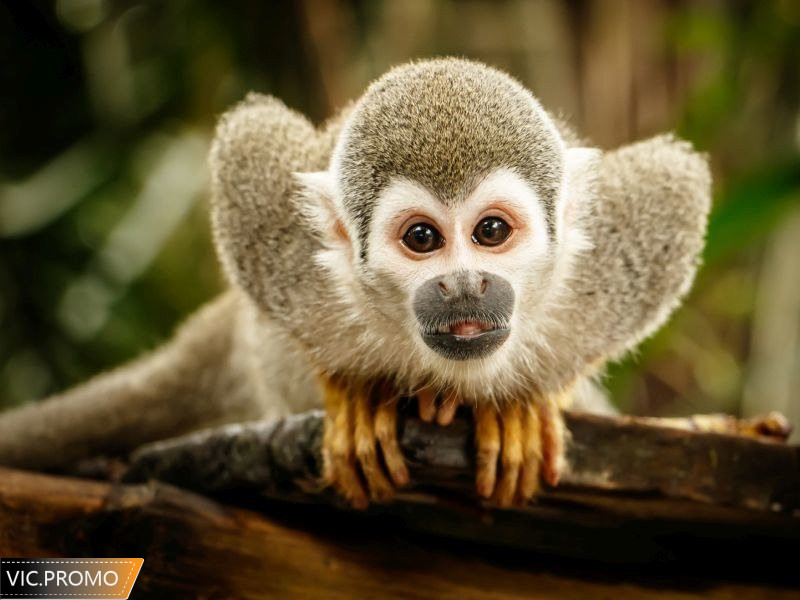 Ngủ mơ thấy con khỉ đang leo cây anh em hãy cược con đề 87