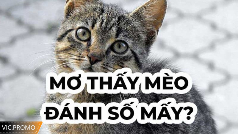 Mơ thấy mèo con đánh số mấy?