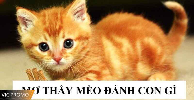 Mơ thấy mèo đánh con gì?