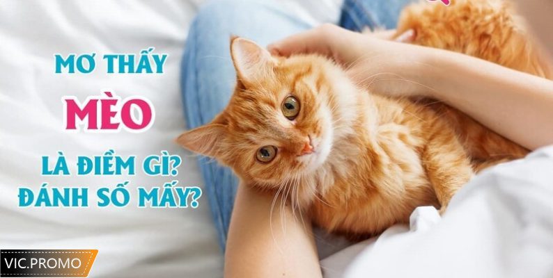 nằm mơ thấy mèo đánh số mấy