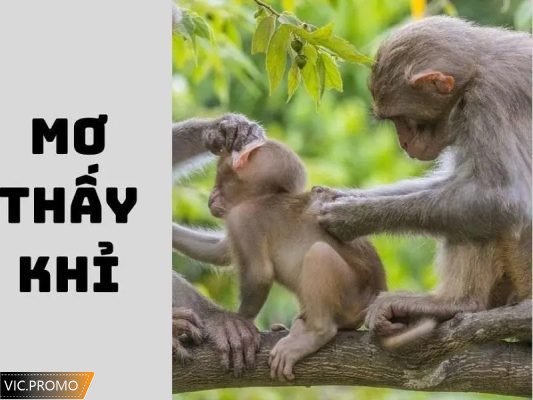 nằm mơ thấy khỉ đánh số gì