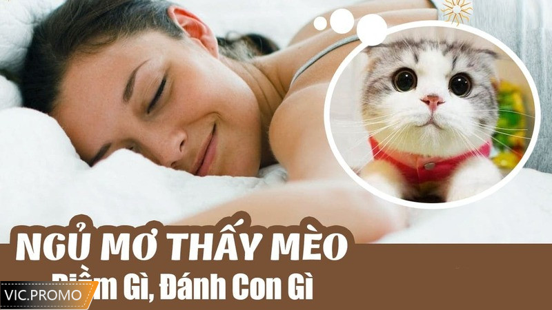 Nằm mơ thấy mèo đánh số mấy?